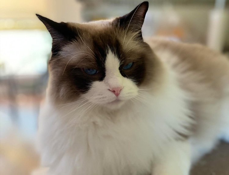 bonding with your ragdoll kitten