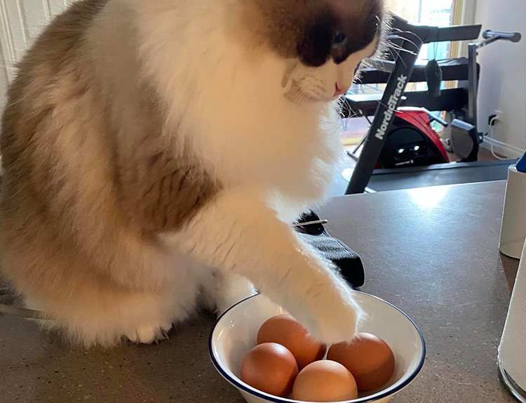 introducing ragdoll kitten to family