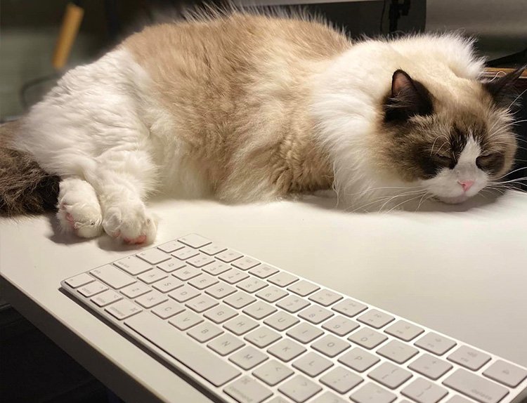 Grooming needs of ragdoll kittens