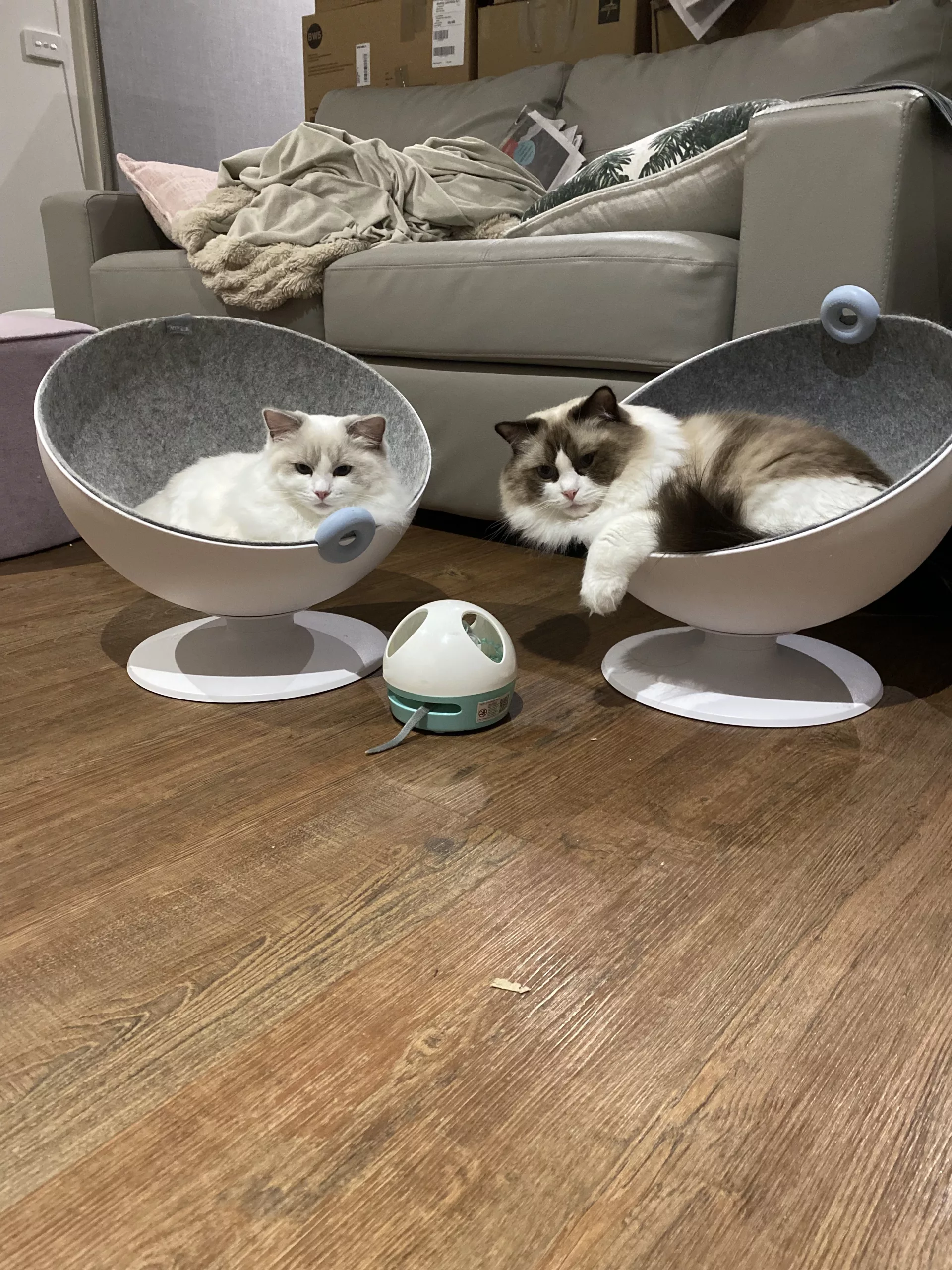 vetenirary check up for ragdoll kitten