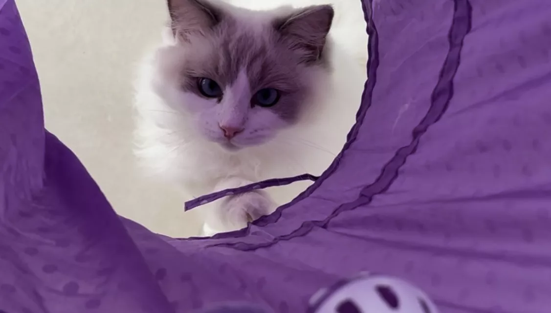 world of ragdoll cats