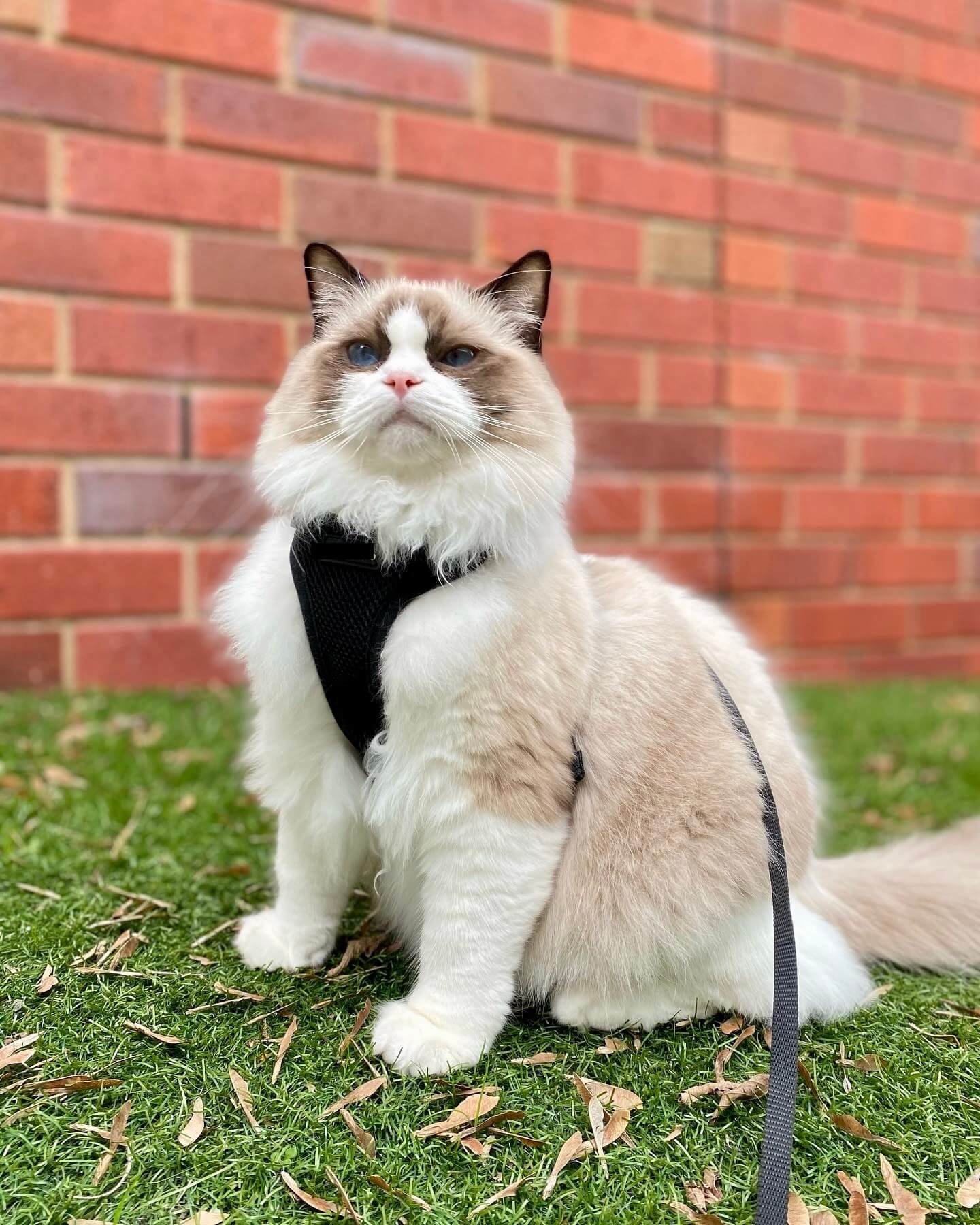 Ragdoll-named-hugo