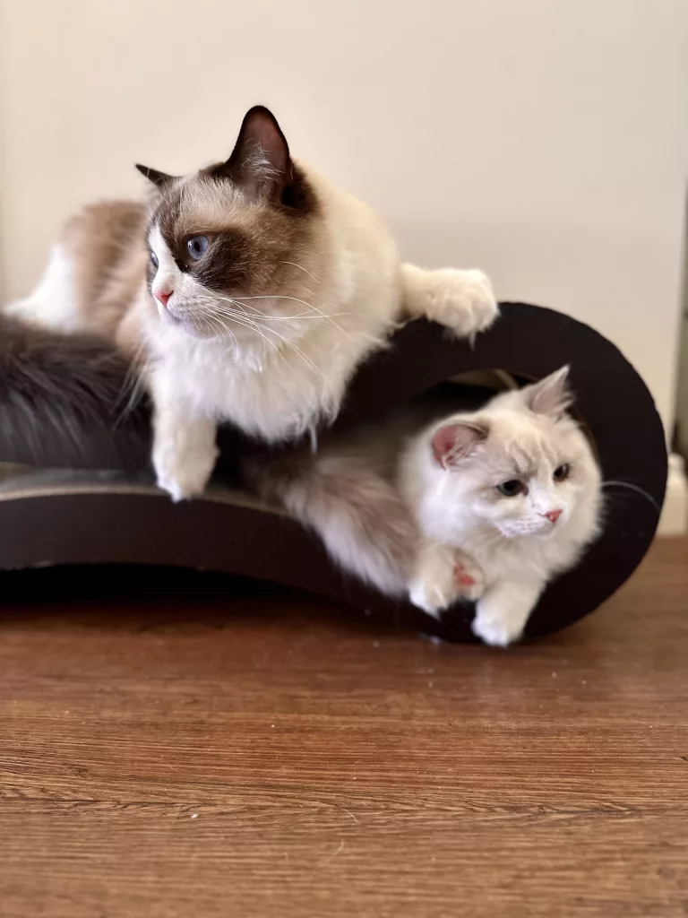 introducing a ragdoll kitten