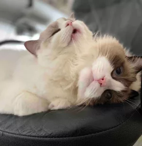 entertain your ragdoll kitten
