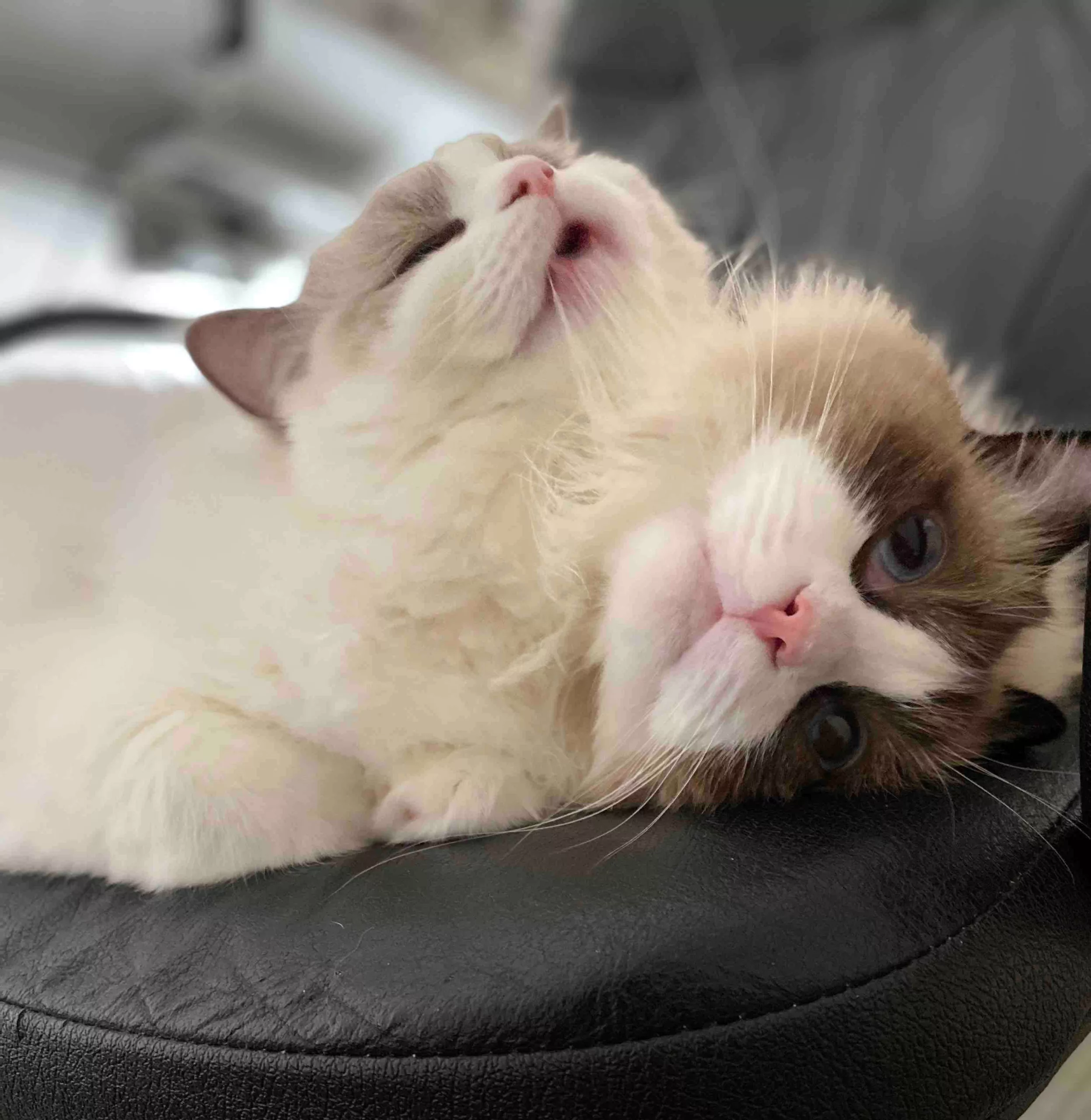 entertain your ragdoll kitten