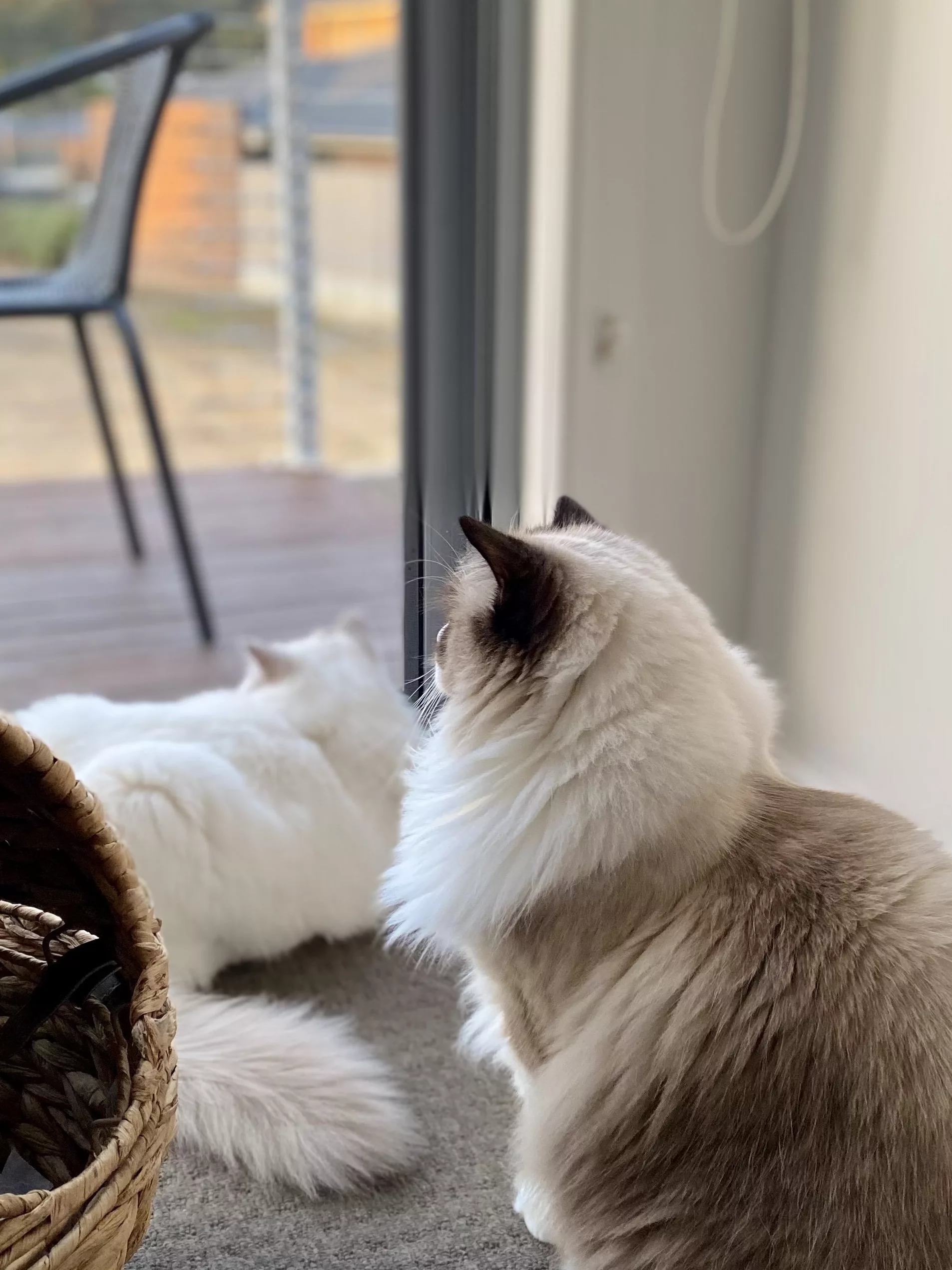 reduce kitten anxiety