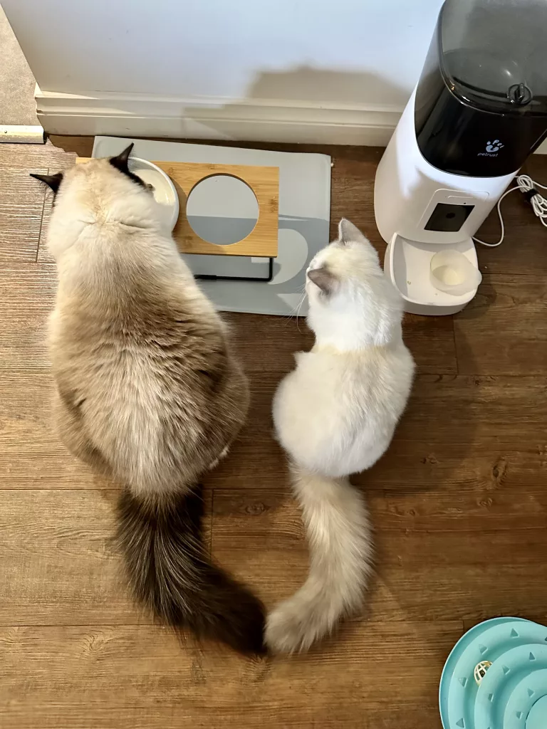 bi color ragdoll cats