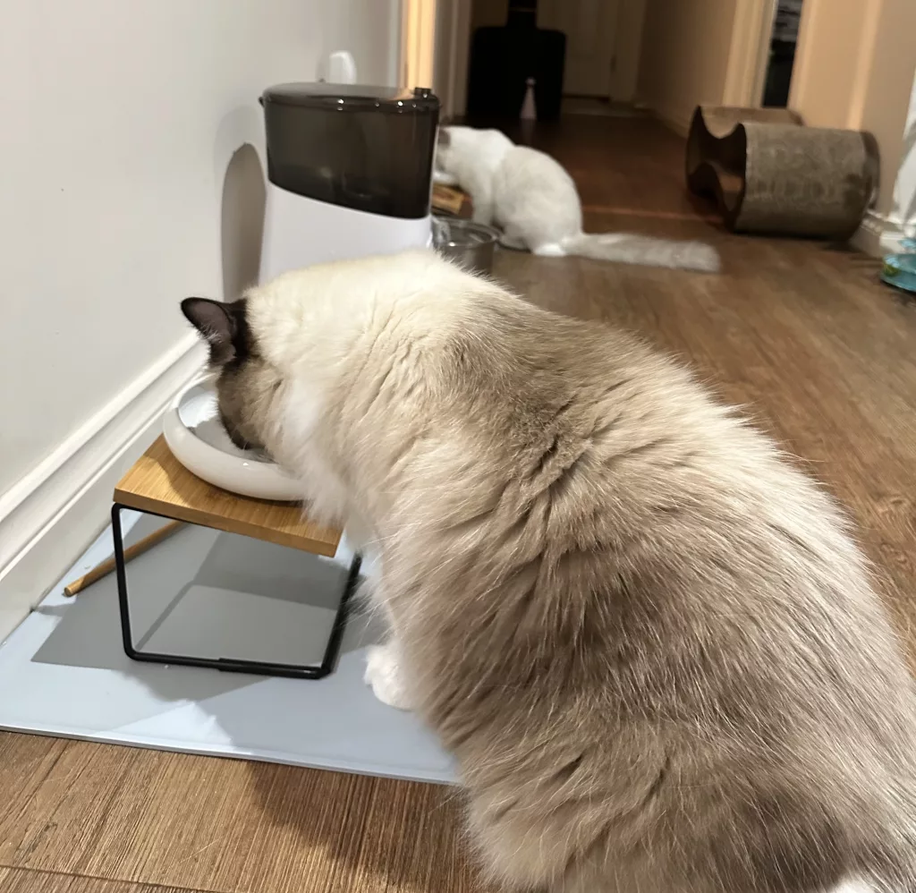 feeding a ragdoll kitten