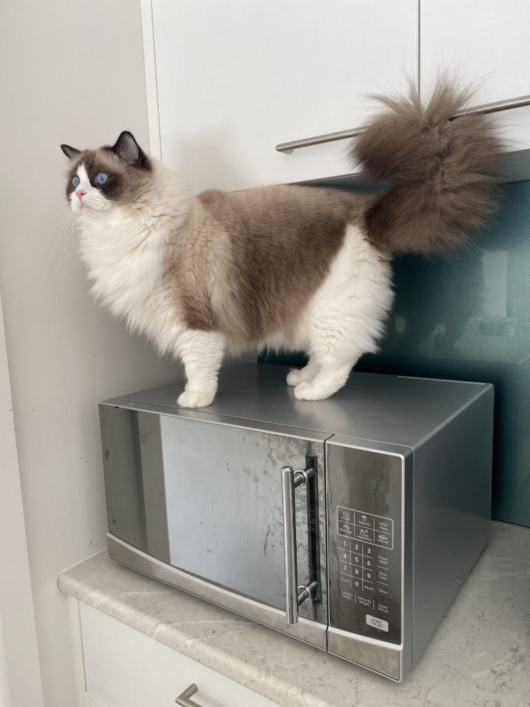 kitten proofing your home
