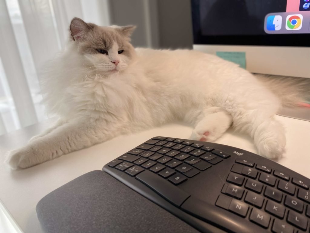 how to kitten proof your home