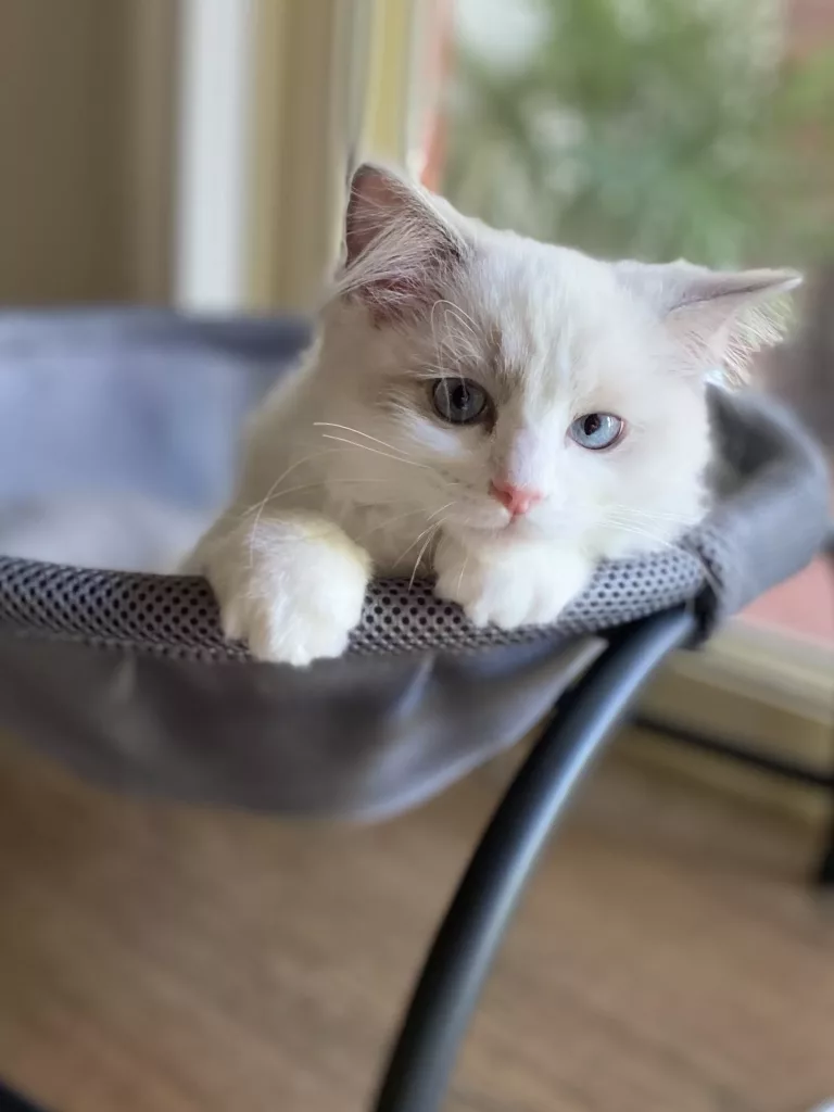 What do Ragdoll kittens need?