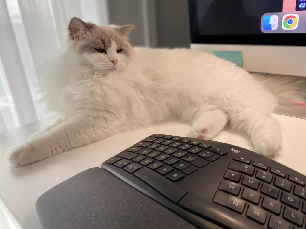 perfect ragdoll for your home