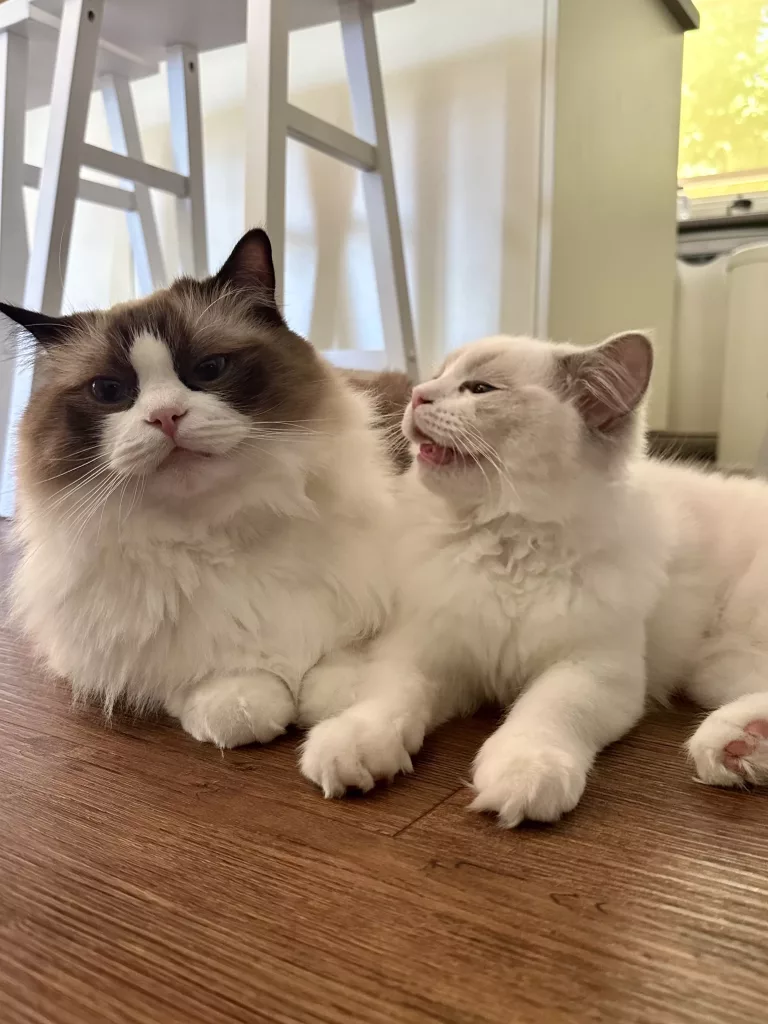ragdoll-cats-of-australia
