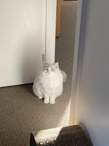 ragdoll cats ok to be alone