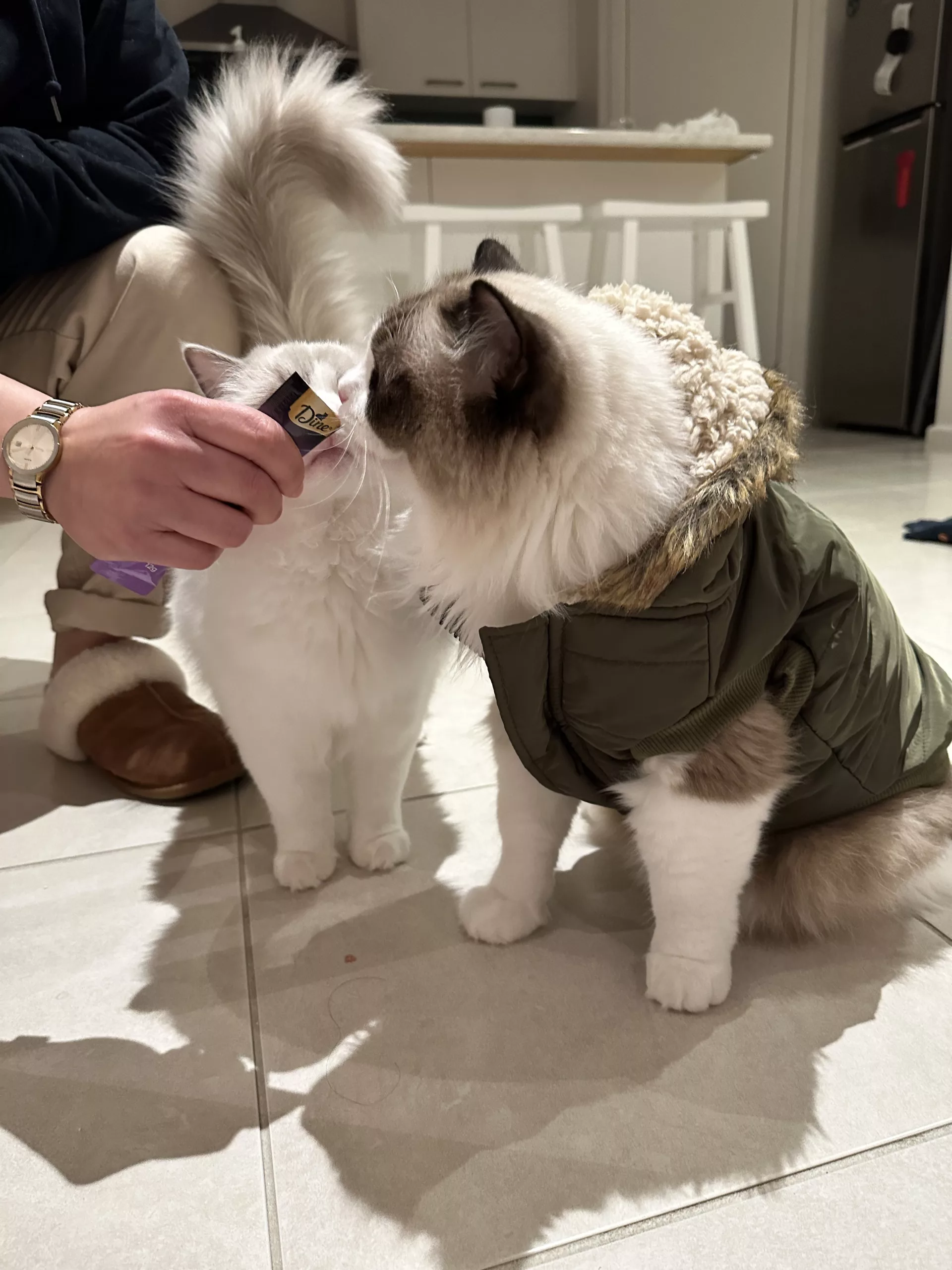 Feeding A Ragdoll Kitten