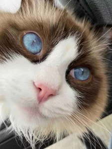 ragdoll kitten cost