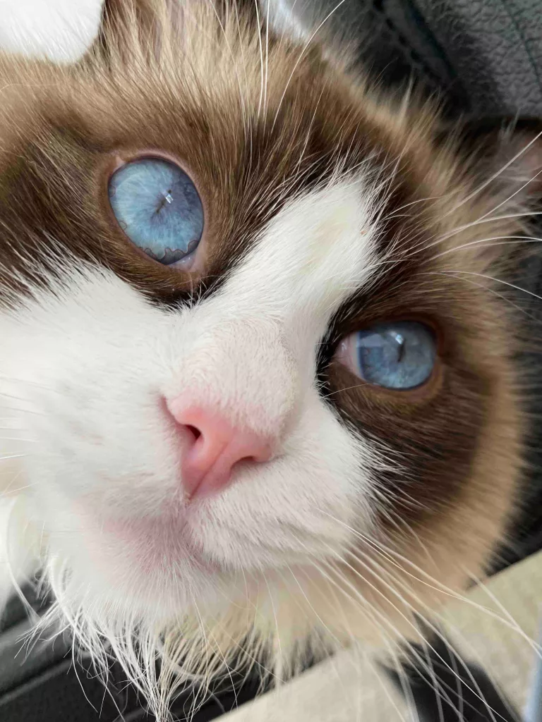 ragdoll kitten cost