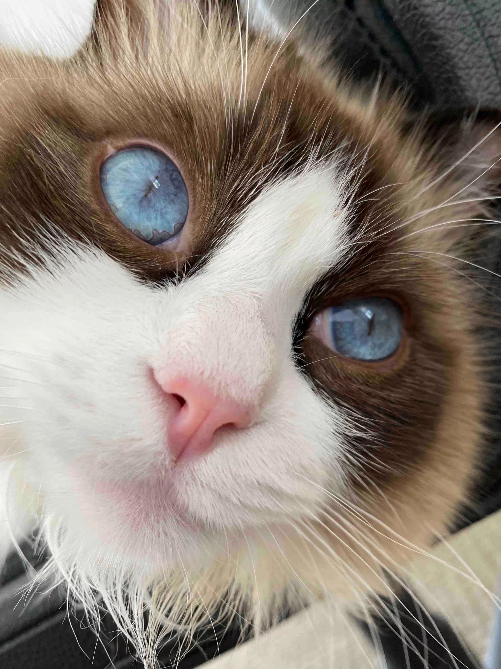 ragdoll kitten cost