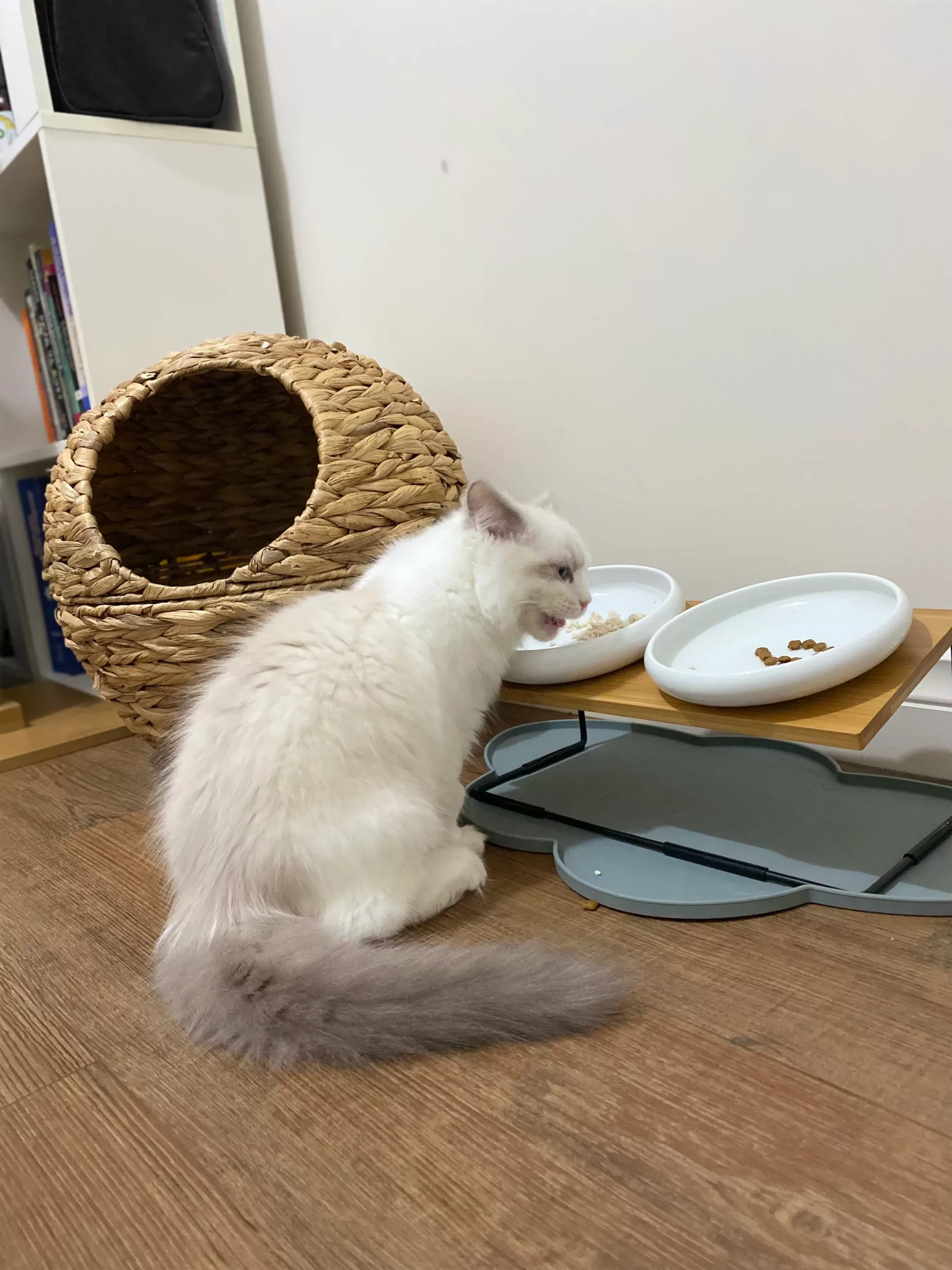can ragdoll cats eat fish