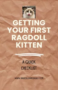 Getting your first ragdoll kitten
