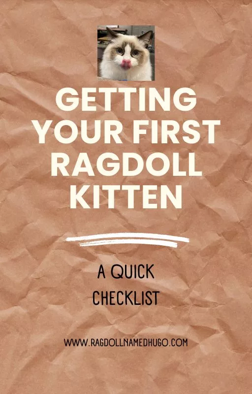 Getting your first ragdoll kitten