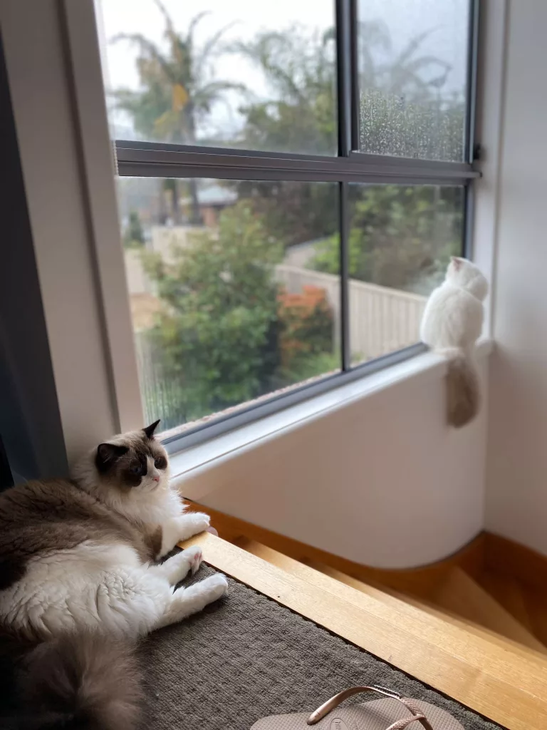 why do cats go zoomies