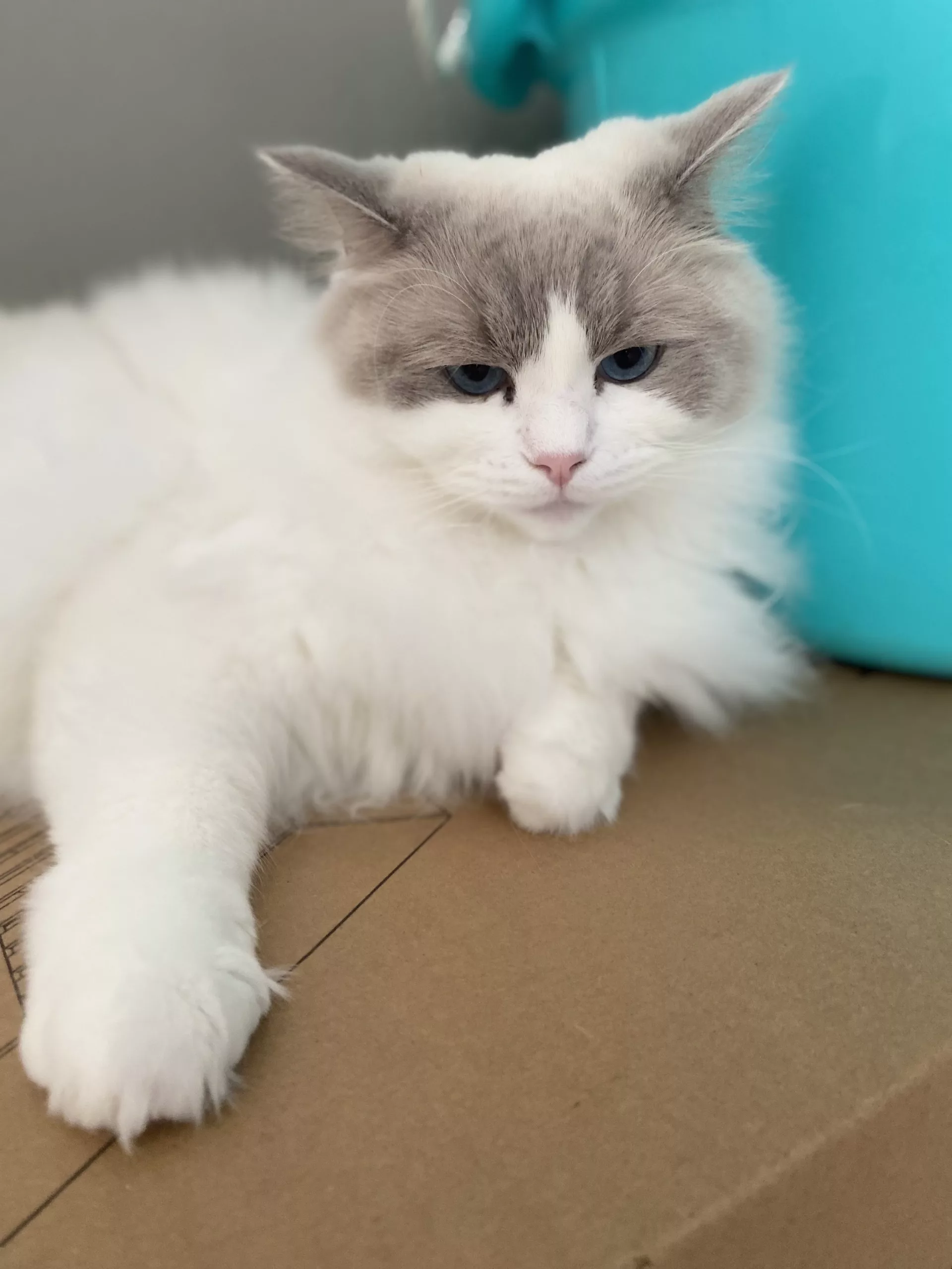 Ragdoll cat Missy, blue bicolor ragdoll