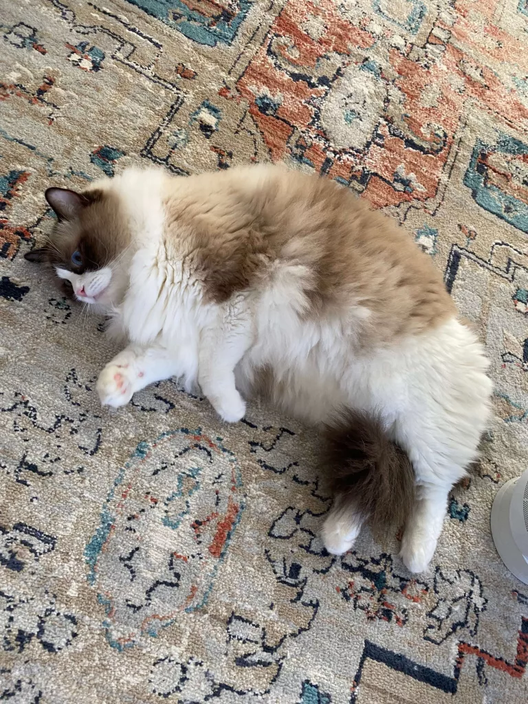 ragdoll flop