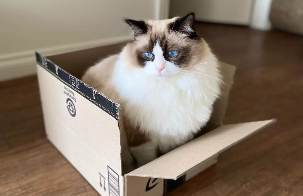 plants safe for cats