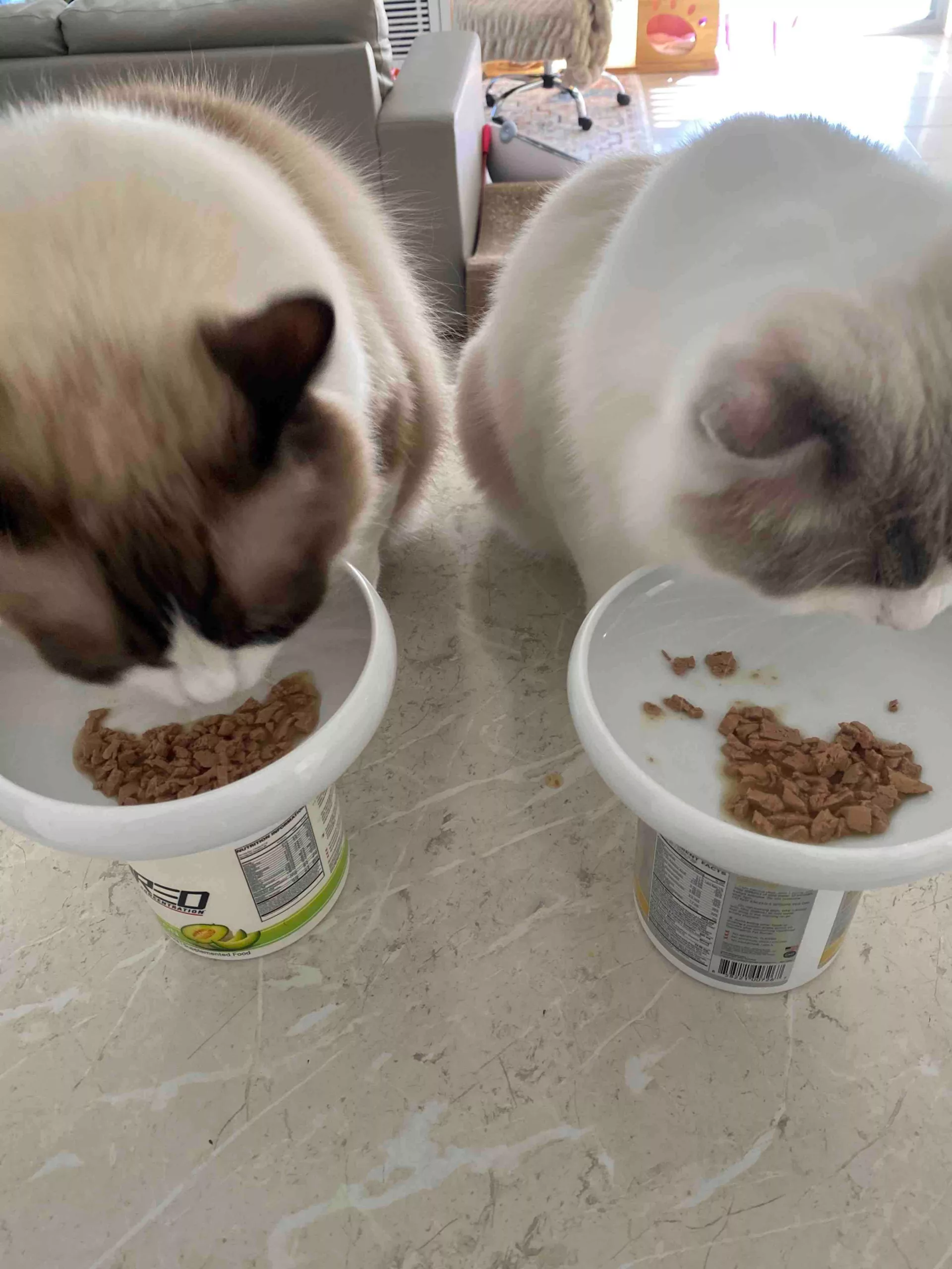 human foods toxic to cats