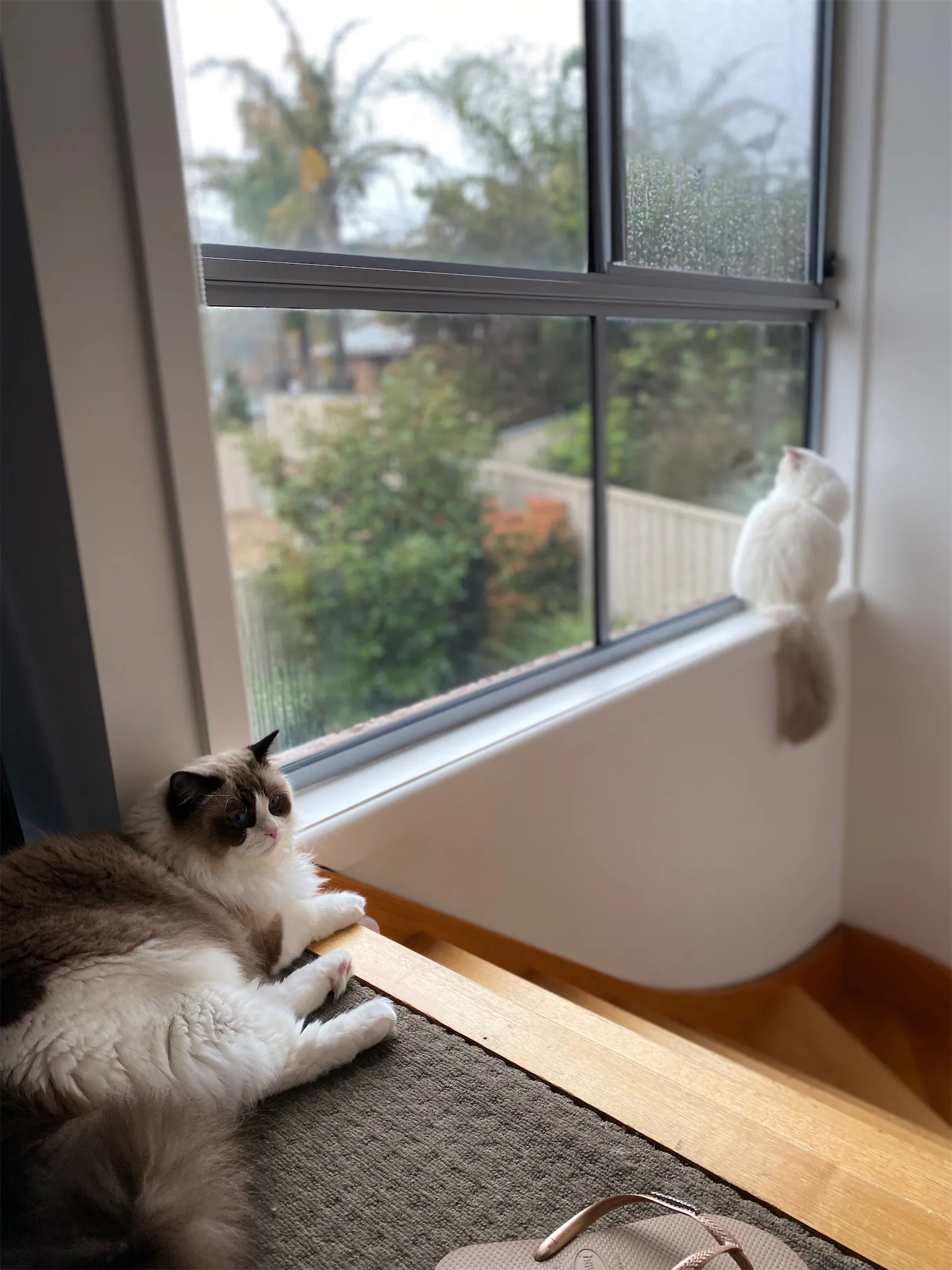 ragdoll cats