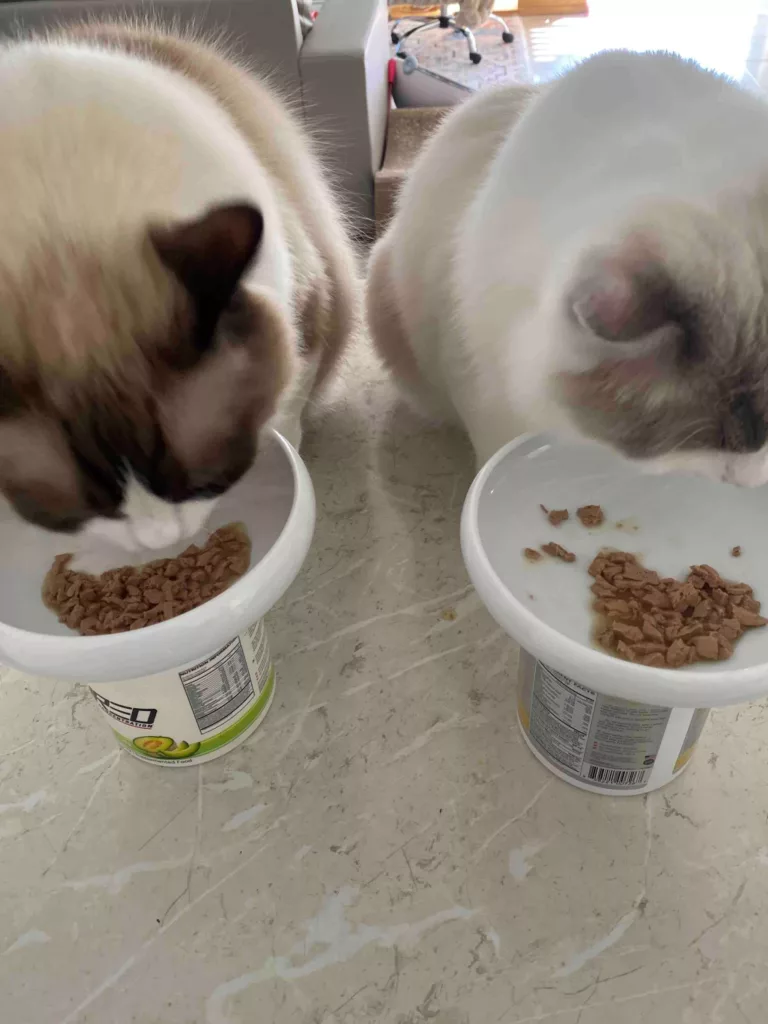 human foods toxic to cats