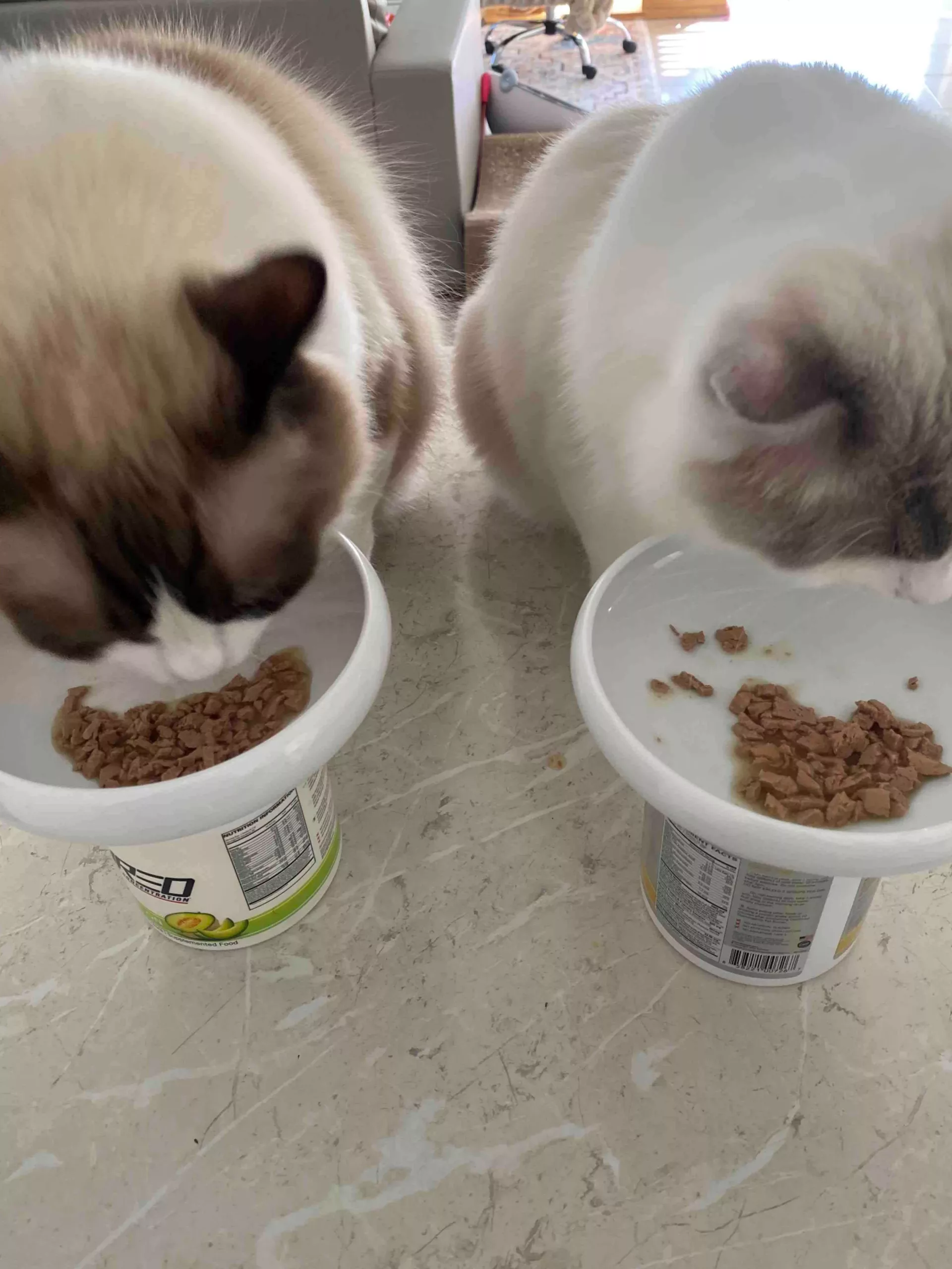 human foods toxic to cats