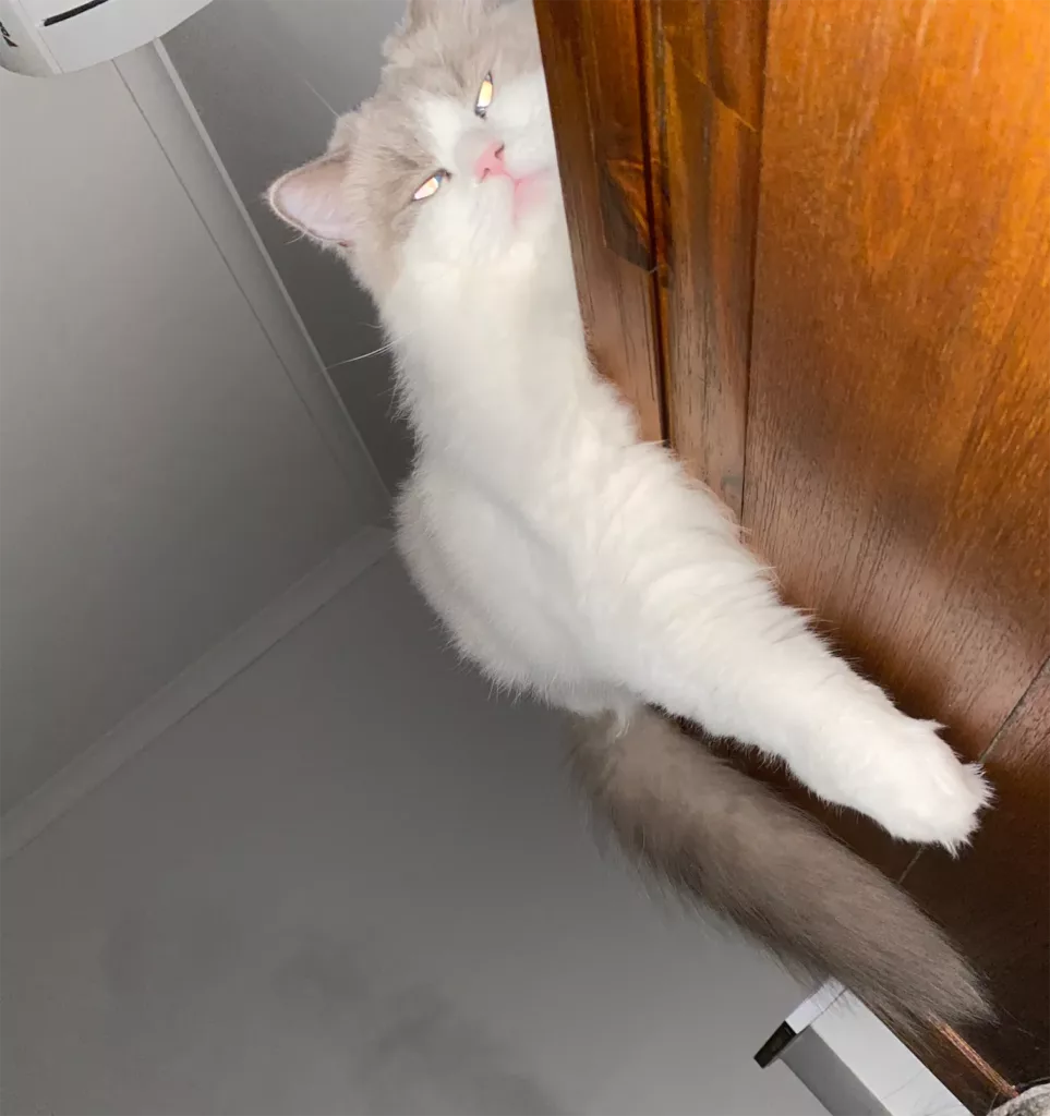 can ragdoll cats be left alone