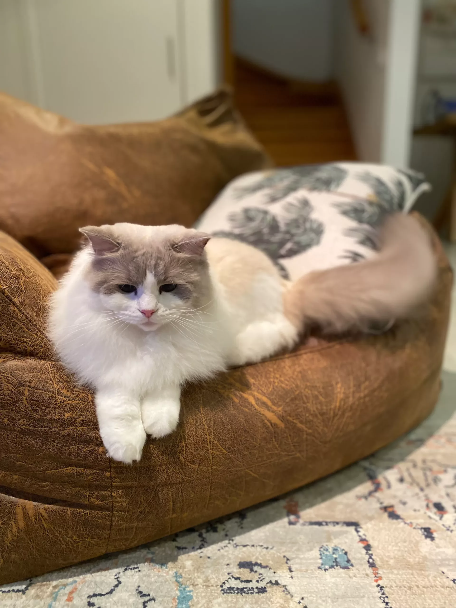 Ragdoll-Kittens-High-Maintenance