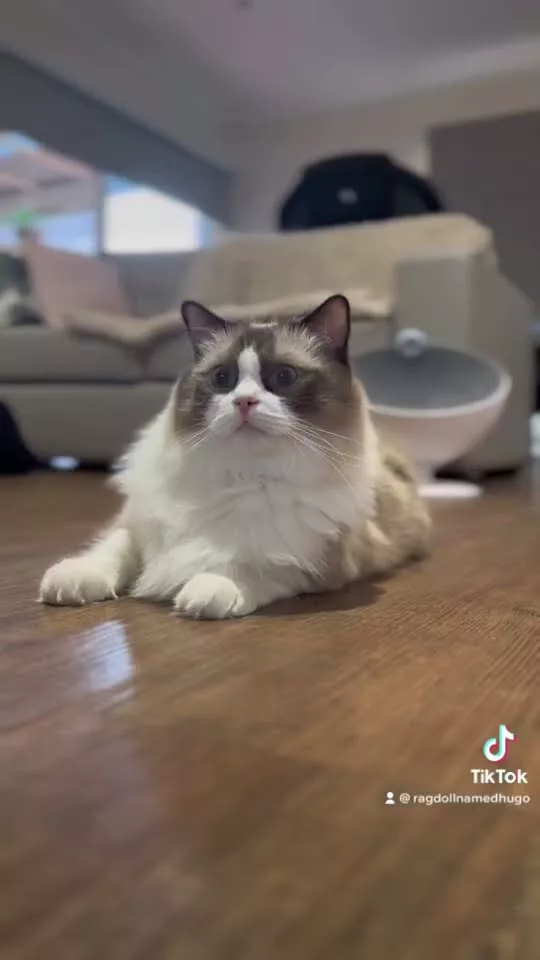 Video Thumbnail: Different stares, different meaning