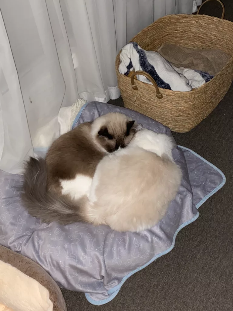 cat greetings