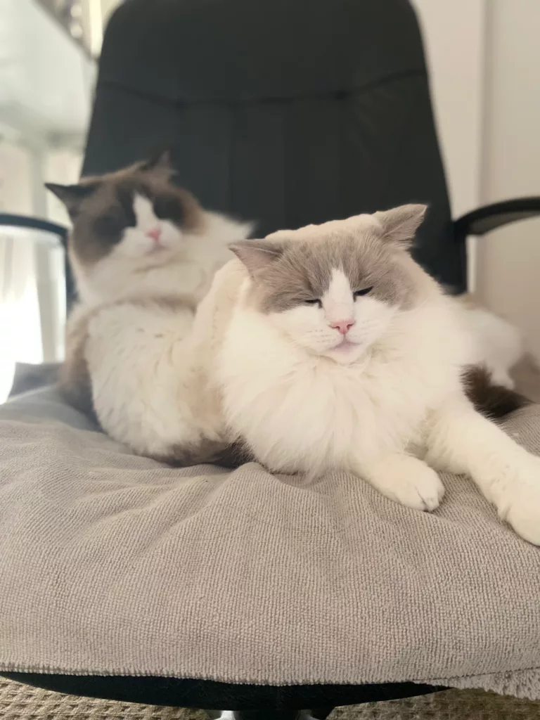 ragdoll cats sitting