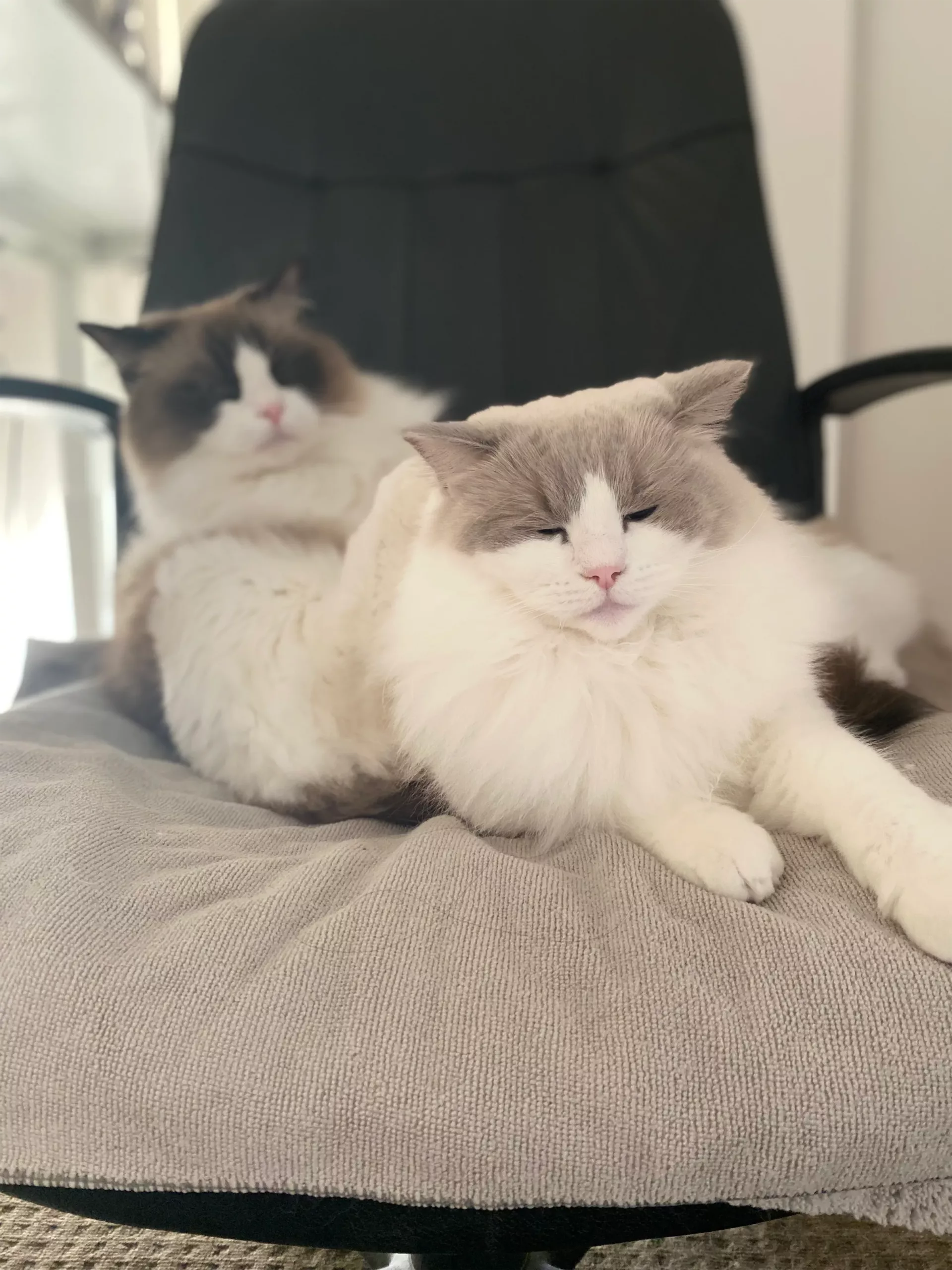 ragdoll cats sitting