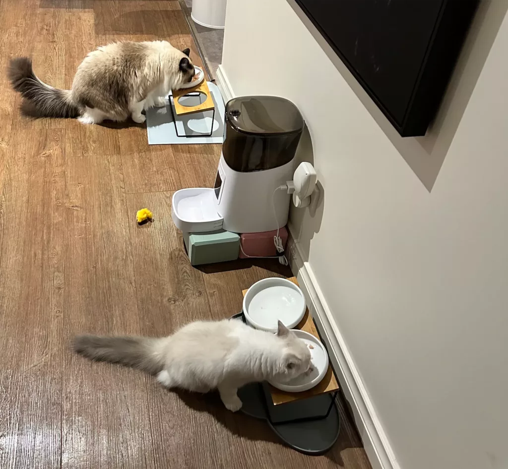 Can ragdolls eat tuna