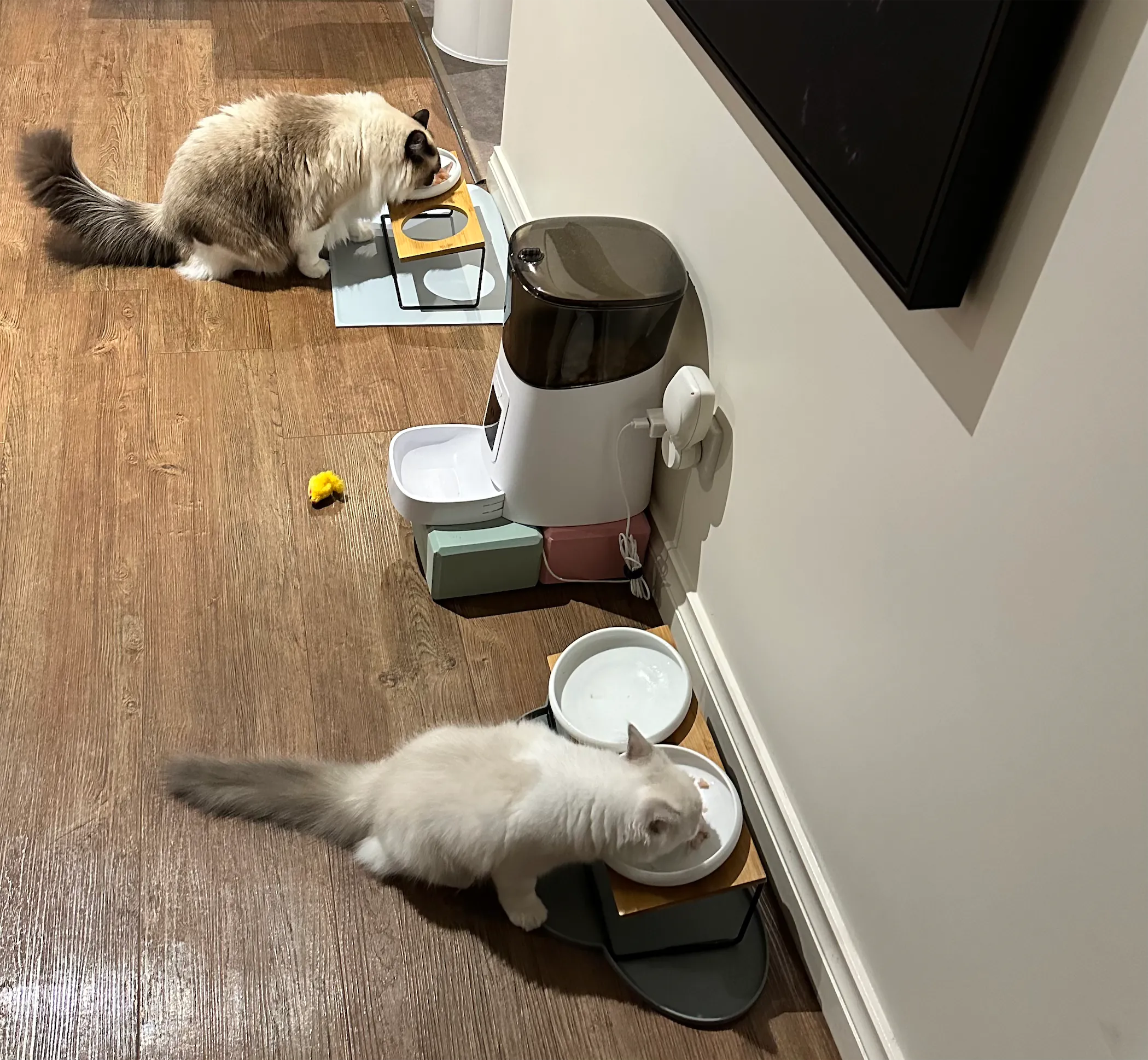 Can ragdolls eat tuna