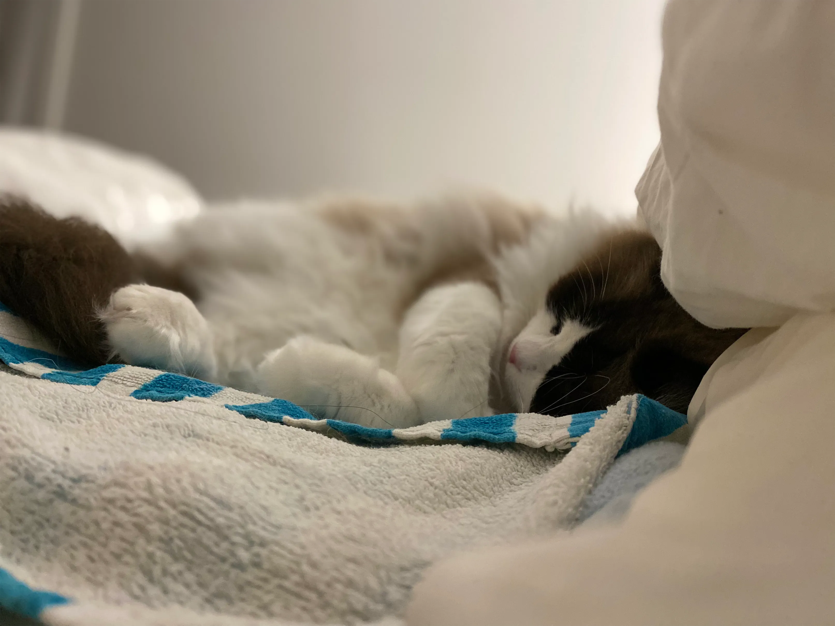 where should ragdoll kitten sleep